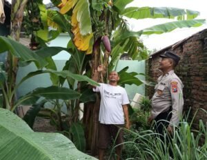 Warga Desa Wonocolo Ubah Lahan Kosong Jadi Kebun Pisang, Kapolsek Taman Beri Apresiasi  
