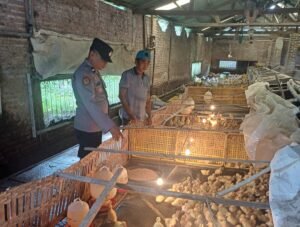 Polsek Tarik Dukung Swasembada Pangan, Dorong Peternakan Bebek di Desa Mergosari  