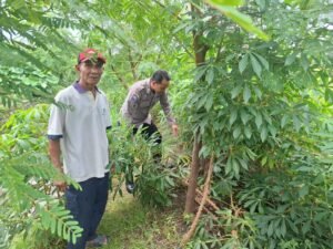Polsek Tarik Cek Perkebunan Singkong di Desa Balongmacekan untuk Mendukung Swasembada Pangan Mandiri