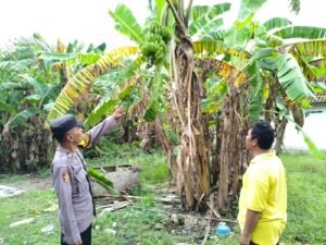 Bhabinkamtibmas Desa Kesambi Polsek Porong, Cek Kebun Pisang Warga untuk Optimalisasi Swasembada Pangan Mandiri