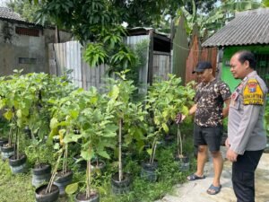 Bhabinkamtibmas Desa Kedungrejo Polsek Waru Cek Perkembangan Tanaman Sayur di Lahan Produktif Fasum Desa