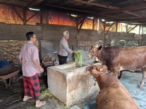 Bhabinkamtibmas Desa Simoketawang Bersama Warga Manfaatkan Lahan Kosong untuk Peternakan Sapi