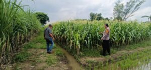 Kapolsek Tarik Berikan Pendampingan untuk Swasembada Pangan Mandiri Tingkat Desa