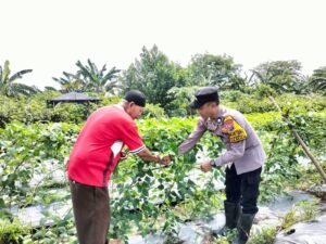 Topang Ketahanan Pangan, Bhabinkamtibmas Sambibulu Tinjau Pekarangan Warga yang Panen Sayuran   