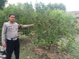 Cek Pekarangan Pangan Bergizi, Polsek Gedangan Dukung Program Asta Cita Presiden RI