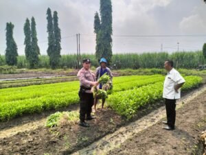 Bhabinkamtibmas dan Kelompok Tani Desa Gamping Kolaborasi Panen Sayur Kangkung, Wujud Nyata Ketahanan Pangan Nasional