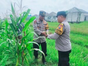 Polsek Sukodono Dorong Ketahanan Pangan Tanaman Jagung Lewat Peran Aktif Bhabinkamtibmas