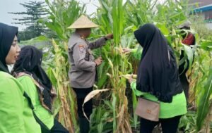 Dukung Swasembada Pangan Polsek krian Panen Raya Jagung 