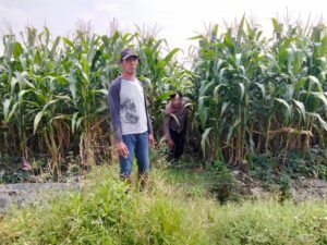 Polsek Prambon Tinjau Upaya Petani Jagung Sukseskan Program Ketahanan Pangan