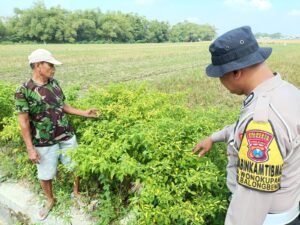 Warga Wonokupang Balongbendo Sulap Lahan Tidur Jadi Kebun Sayur Bergizi, Dapat Apresiasi dari Bhabinkamtibmas