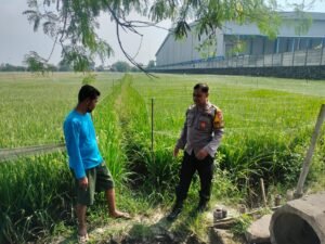 Dukung Program Ketahanan Pangan Nasional, Bhabinkamtibmas Desa Juwetkenongo Tinjau Lahan Pertanian 