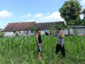 Bhabinkamtibmas Mancon Monitoring Lahan Jagung Warga Binaan