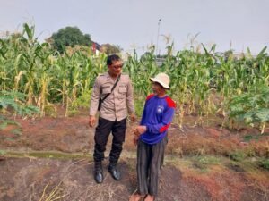 Bhabinkamtibmas Sidokare Tinjau Perkembangan Tanaman Jagung Bersama Petani, Dukung Ketahanan Pangan Nasional