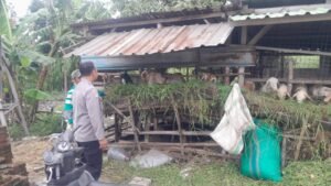 Bhabinkamtibmas Sukodono Patroli Ketahanan Pangan Nasional di Pedesaan