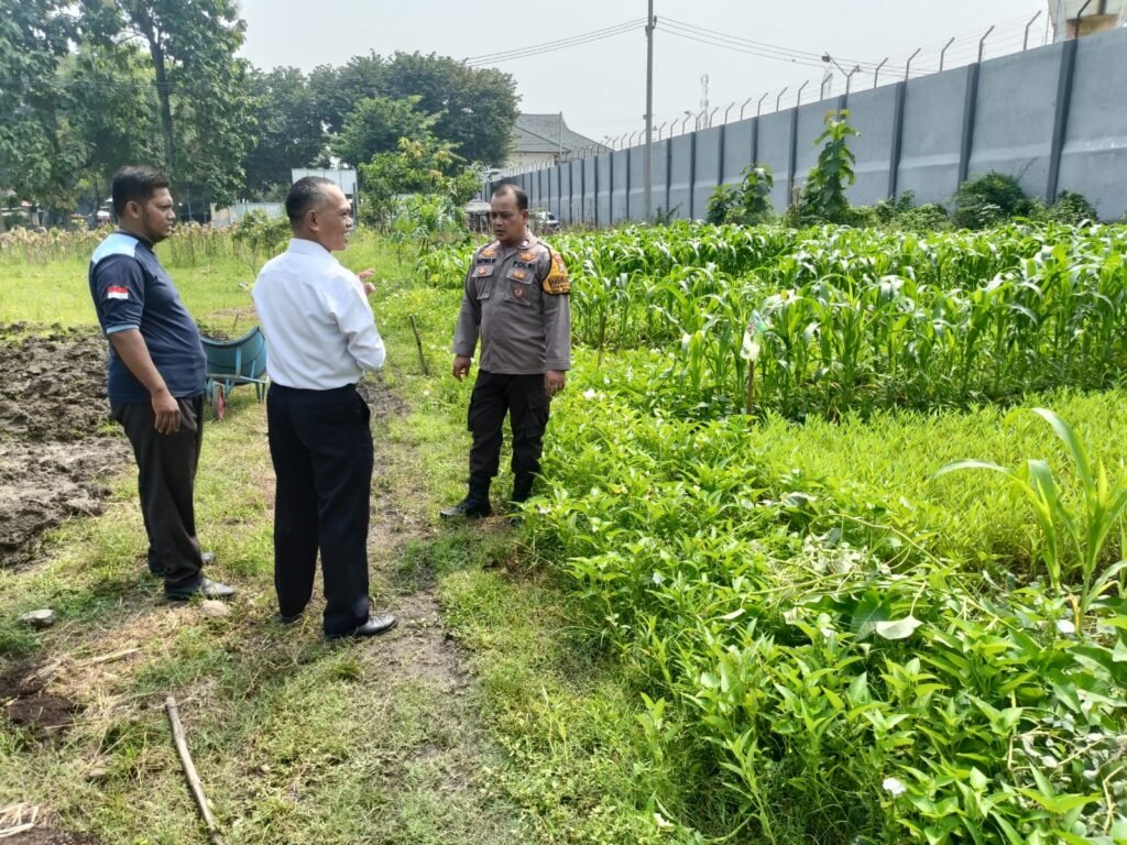 Dukung Program Asta Cita Presiden RI, Polsek Porong dan Lapas Klas I Surabaya Cek Tanaman Jagung, Sawi, dan Kangkung di Lahan Ketahanan Pangan P2B