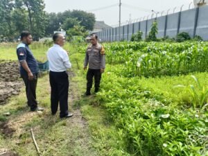 Dukung Program Asta Cita Presiden RI, Polsek Porong dan Lapas Klas I Surabaya Cek Tanaman Jagung, Sawi, dan Kangkung di Lahan Ketahanan Pangan P2B