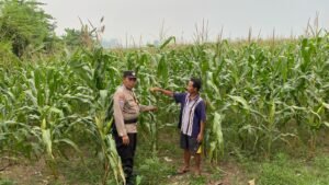 Implementasi Ketahanan Pangan, Tanaman Jagung di Desa Bakung Temenggungan Siap Panen   