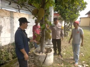 Menggoda Perhatian, Warga Pekarungan Sukodono Gelorakan Ketahanan Pangan dengan Tanam Cempedak dan Nangka