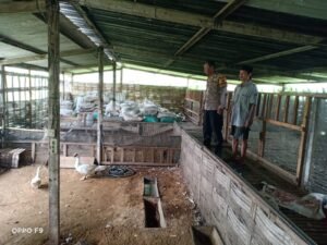 Bhabinkamtibmas Kenongo Cek Lahan Ketahanan Pangan Peternakan Unggas Dukung Program Asta Cita Presiden