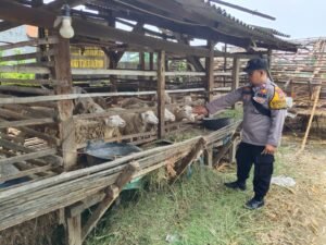 Polsek Porong Tinjau Lahan Ketahanan Pangan di Desa Kebonagung