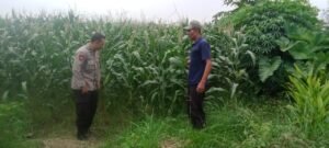 Polsek Tarik Laksanakan Patroli Lahan Ketahanan Pangan di Desa Gampingrowo 