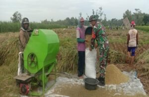Babinsa Karangbendo Bantu Petani Panen Padi, Dampingi Penyerapan Gabah Di Kecamatan Ponggok