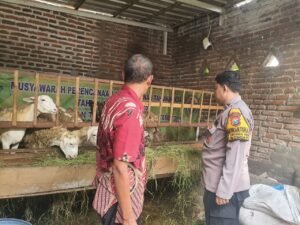 Peternak Dihimbau Perhatikan Perkembangan dan Kesehatan Kambing, Guna Kelangsungan Ketahanan Pangan 