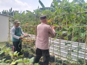 Bhabinkamtibmas Desa Entalsewu Dukung Program Ketahanan Pangan Lewat Pendampingan Warga