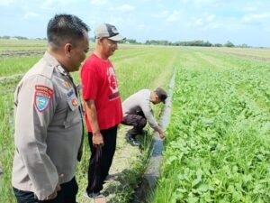 Suparno, Petani Seduri Balongbendo Optimalkan Lahan Tidur untuk Tanaman Jagung dan Sawi