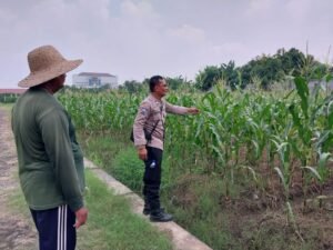 Polresta Sidoarjo Giatkan Ketahanan Pangan,Polsek kota Tinjau Tanaman Jagung di Sidokare