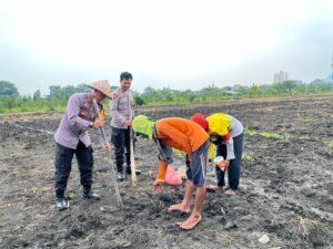 Kapolsek Taman Turun Langsung Tanam Jagung Dukung Ketahanan Pangan 