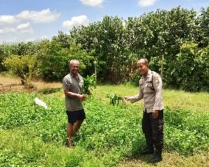 Bhabinkamtibmas Desa Simpang Cek Tanaman Kangkung, Dukung Ketahanan Pangan Nasional 