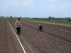 Kanit Binmas Polsek Krembung Bersama Petani Apresiasi Ketahanan Pangan Bawang Merah di Desa Lemujut