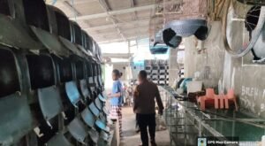 Inovasi dalam Ketahanan Pangan, Warga Desa Kedungpeluk Budidayakan Kepiting Bakau di Jerigen