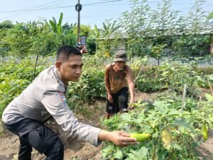 Bhabinkamtibmas Jemirahan Apresiasi Perkembangan Sayur Krai untuk Dukung Ketahanan Pangan Sidoarjo