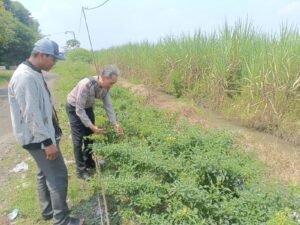 Bhabinkamtibmas Desa Kedungsugo, Ajak Petani Desa Binaan Tanam Terong dan Cabe