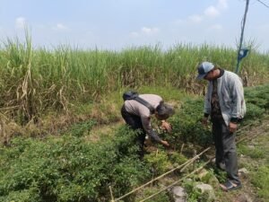 Bhabinkamtibmas dan Perangkat Desa Kedungsugo Ubah Bahu Jalan Jadi Lahan Ketahanan Pangan