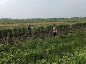 Polresta Sidoarjo Gaungkan Dukung Ketahanan Pangan, Bhabinkamtibmas Polsek Prambon Tilik Tanaman Kedelai 