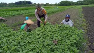Polresta Sidoarjo Terus Serukan Dukung Ketahanan Pangan, Bhabinkamtibmas Desa Kalidawir Support Petani Bayam.