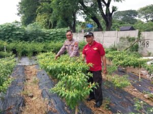 Polresta Sidoarjo Kibarkan Semangat Dukung Ketahanan Pangan, Bhabinkamtibmas Apresiasi Keberhasilan Petani Tanam Cabe