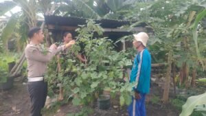 Polsek Sidoarjo Kota Dukung Ketahanan Pangan Lewat Budidaya Tanaman Lombok 