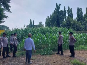 Ketahanan Pangan Sidoarjo Kota, Kolaborasi Warga dan Polisi Suburkan Tanaman Jagung