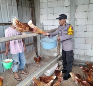 Polsek Taman Tinjau Peternakan Ayam Petelur Warga Trosobo, Wujudkan Swasembada Pangan Mandiri