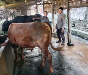 Sukseskan Ketahanan Pangan, Bhabinkamtibmas Himbau Peternak Sapi di Candi Sidoarjo Tingkatkan Pola Gizi Makanan Hewan