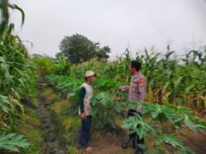 Bhabinkamtibmas Kelurahan Pucang Go To Tanam Pepaya bersama Petani Dukung Ketahanan Pangan 
