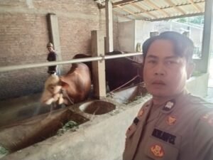 Polsek Prambon Dukung Ketahanan Pangan Lewat Ternak Hewani Sapi