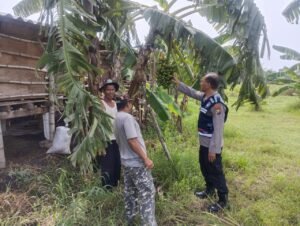 Di Tengah Patroli, Bhabinkamtibmas Sidokerto Ajak Warga Rawat Tanaman Pisang Dukung Ketahanan Pangan