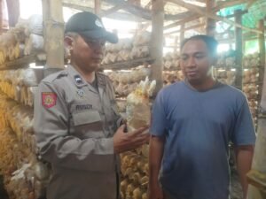 Potensi Usaha Rumahan, Budidaya Jamur Tiram di Desa Segodobancang Dukung Ketahanan Pangan