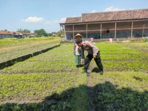 Bhabinkamtibmas Bulang Dukung Ketahanan Pangan Melalui Tanam Sayur Kangkung 
