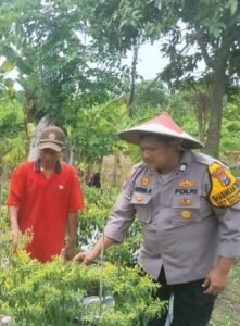 Bhabinkamtibmas Desa Lebo Panggul Dukung Ketahanan Pangan, Melalui Budidaya Cabai